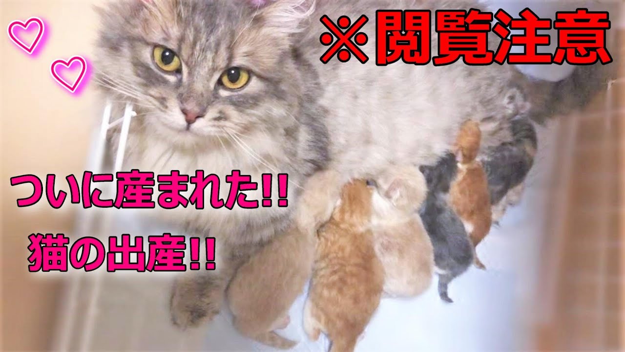 ※閲覧注意【子猫の出産シーン♡マンチカン短足のタマちゃん♡6匹兄妹】感動!!2020年5月最新ブリーダー情報!!『タマの日常Vol.7』猫の出産動画♡猫専門ブリーダー『ペット蔵人』動物チャンネル