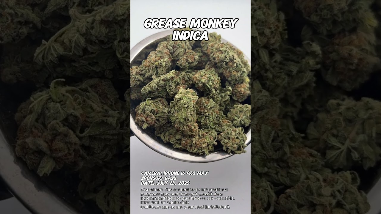 Grease Monkey | Gasu Sponsored | Strain Spotlight