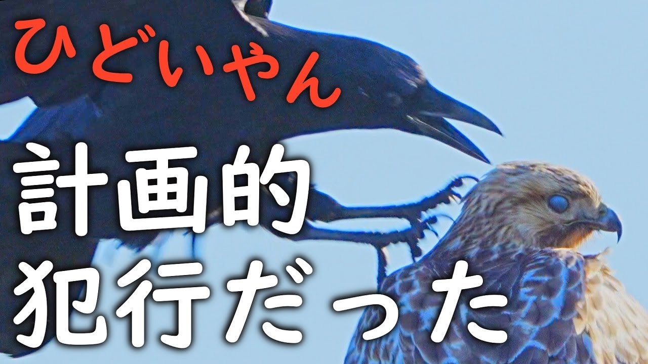 カラス対猛禽ノスリ🦅実はすごかった(後編)