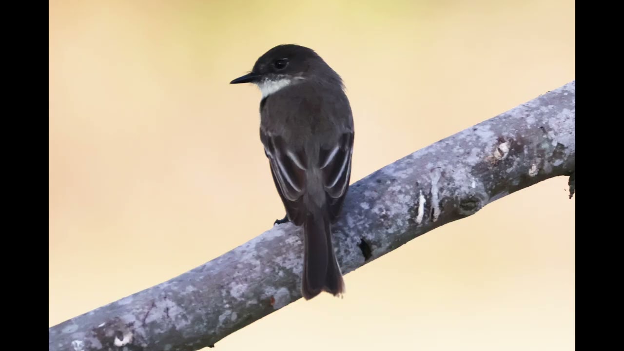 EASTERN PHOEBE in nonbreeding range