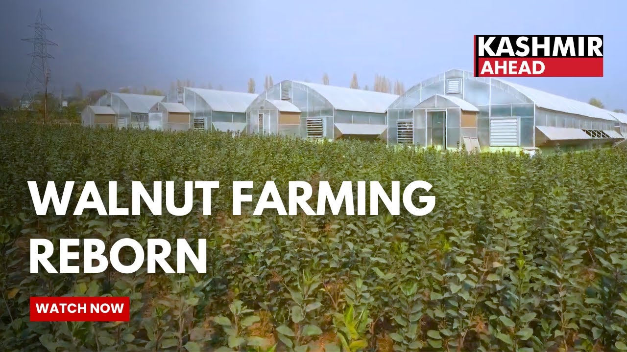 Revitalising Walnut Cultivation in Srinagar
