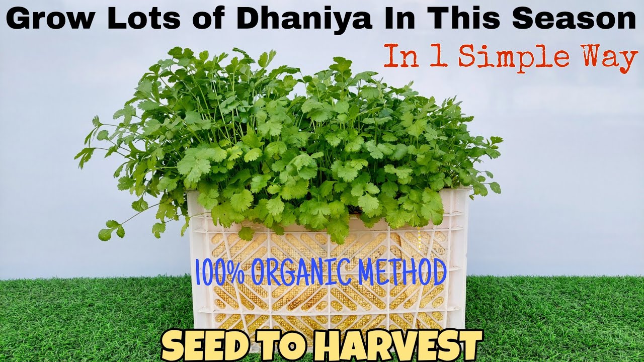 1 Exotic Way To Grow Lots Of Coriander/Dhaniya At Home🤩|SEED TO HARVEST Full|घर पर धनिया उगाएं😃