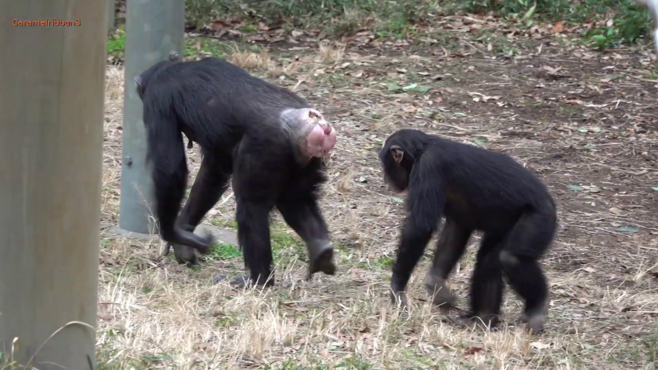 Jan 2020 Tama zoo chimps #11.1 Fubuki likes Nana in estrus