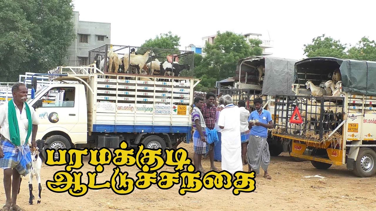 Paramakudi santhai |  பரமக்குடி ஆட்டு சந்தை | Ramanathapuram goat market | joe tv