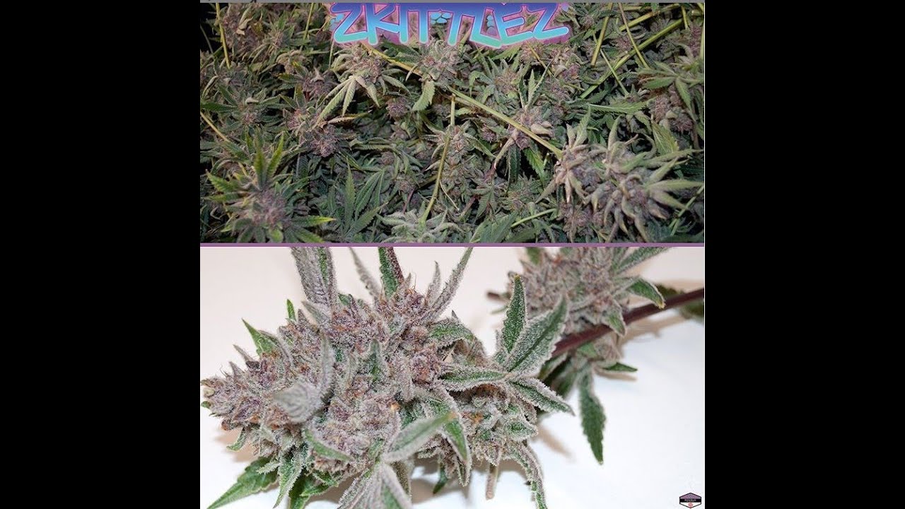 Purple Zkittlez Strain Review Feat. Rosebud Growers