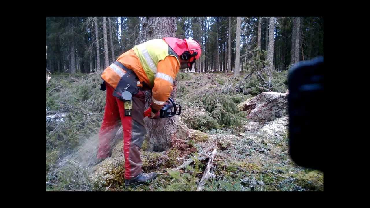 Felling av Tre
