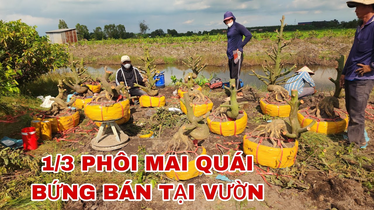 Buổi trưa 1/3 phôi mai quái bứng bán tại vườn ☎0907813169