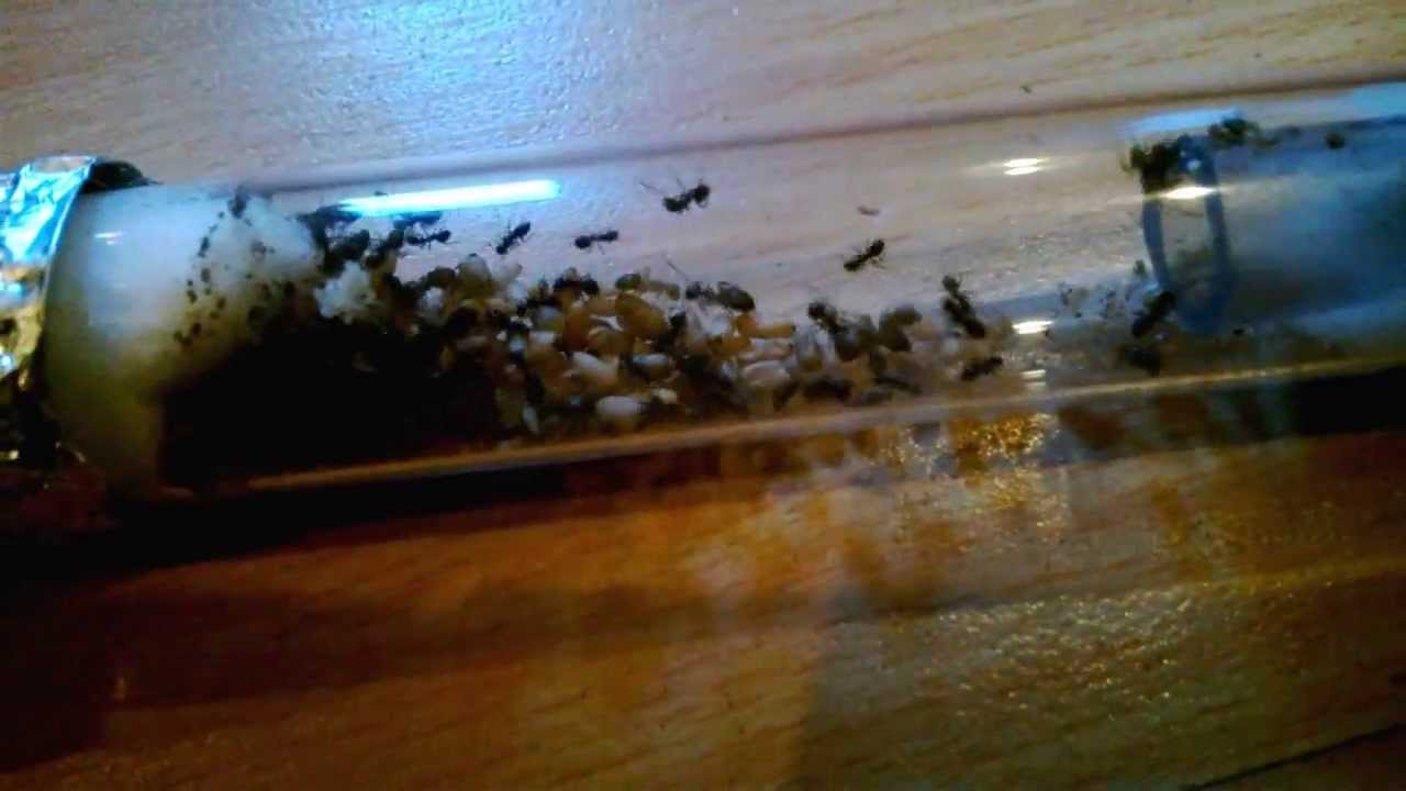 lasius niger , fondation de 2 mois , fourmis
