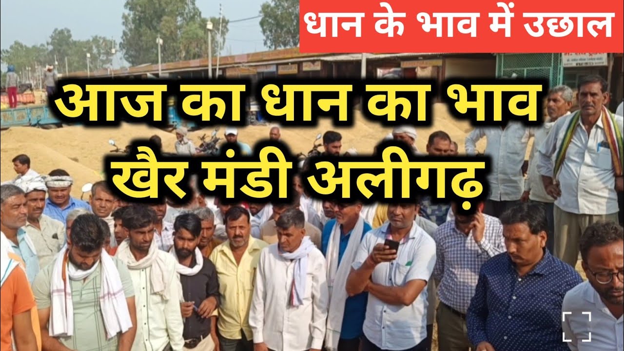 आज का धान का भाव खैर मंडी अलीगढ़ से | dhaan Mandi bhav today |