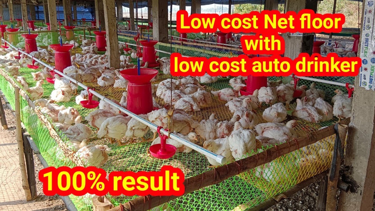 Net Flore results in broiler farm,No disease and extra body wait