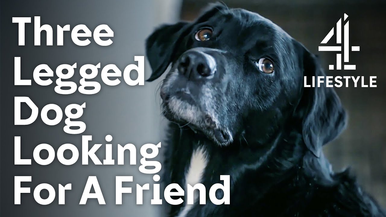 Depressed Dog finds Happiness after an Accident | The Dog House | Channel 4