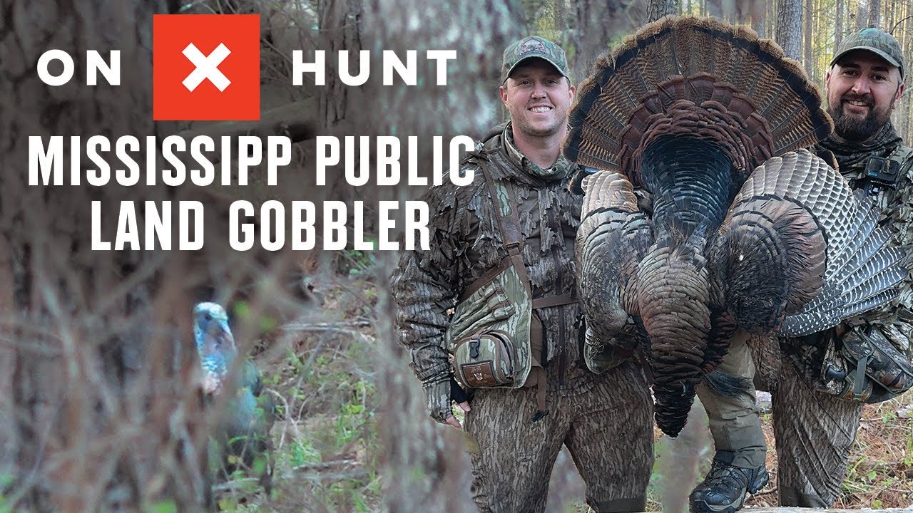 Mississippi Public Land Gobbler