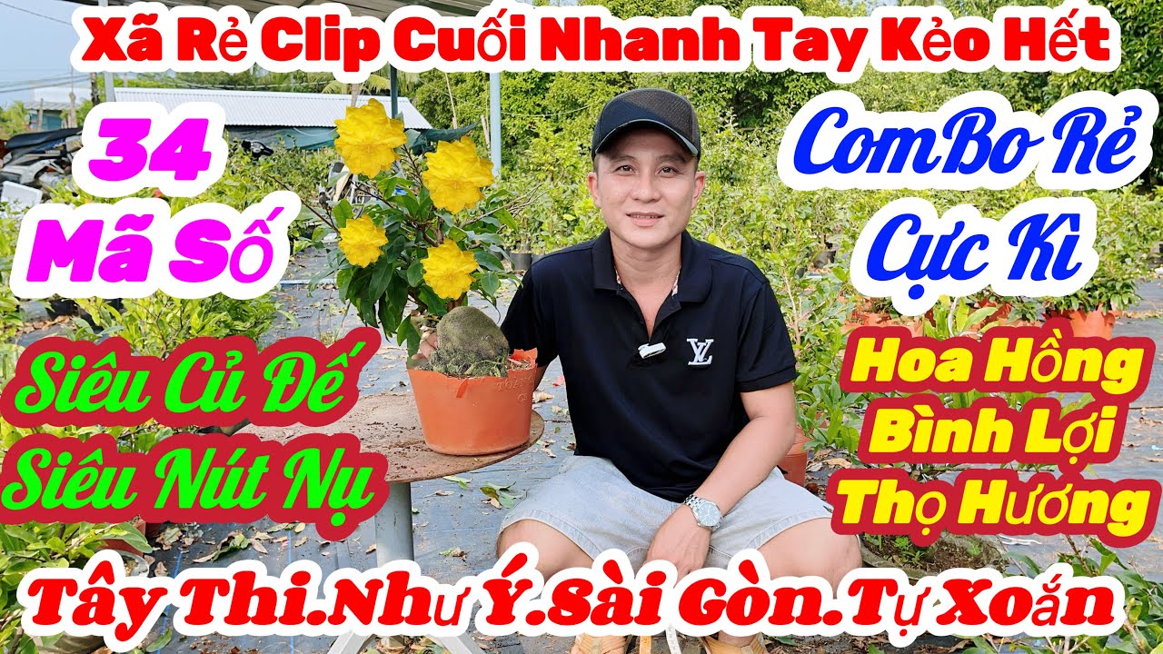 🌼24/1☎️0395 557 441👉Duy Linh🌲Mai Vàng Giá Rẻ🌲Xã 34 Mã Số Combo Nhiều Giống Nụ Khủng Đế Đẹp Cực Kì Rẻ