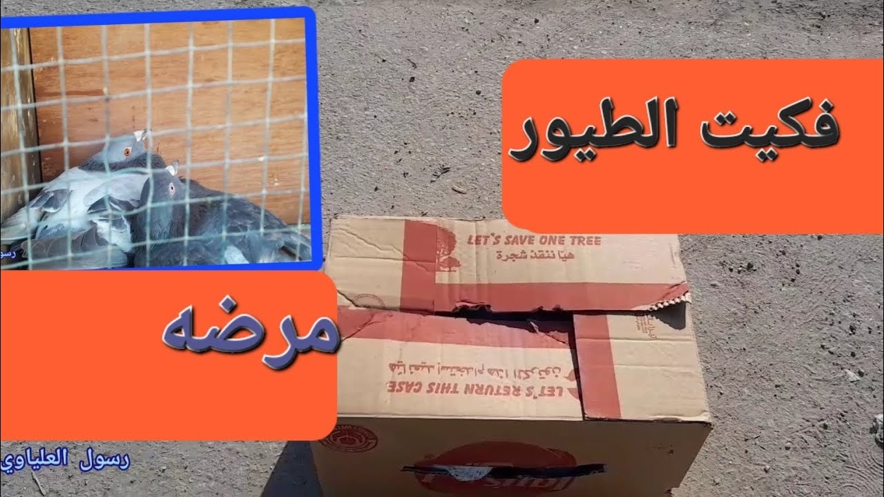 فكه للتور شوفو منين فكيتهن +تمرضت الزاجله حرامات
