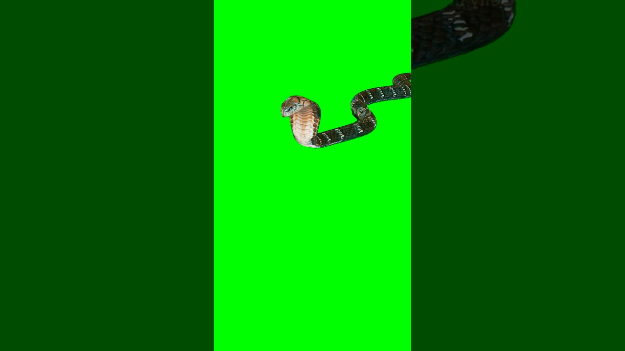 Green Screen Snake / cobra #greenscreeen #chromakey #animation #greenscren #snake e
