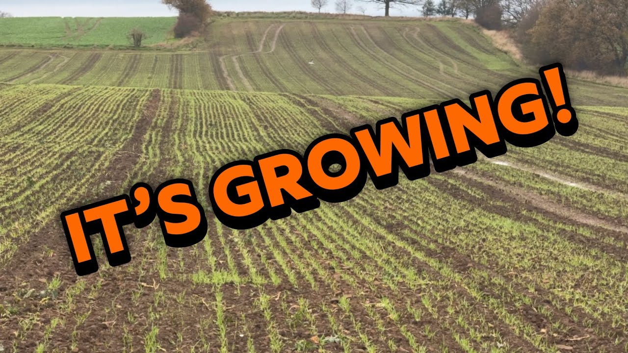 Feeding Livestock in Winter & Checking Barley/Wheat | Hedge Planting Ideas Needed!