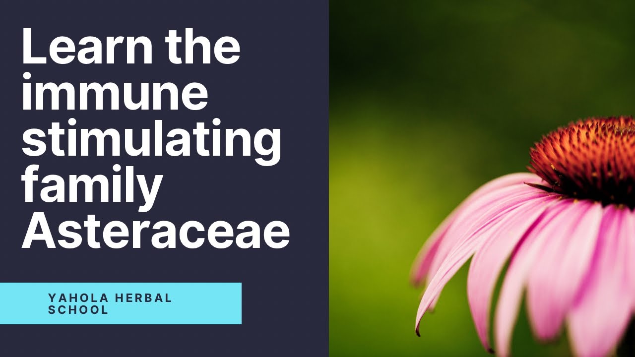 LEARN THE IMMUNE STIMULATING FAMILY ASTERACEAE