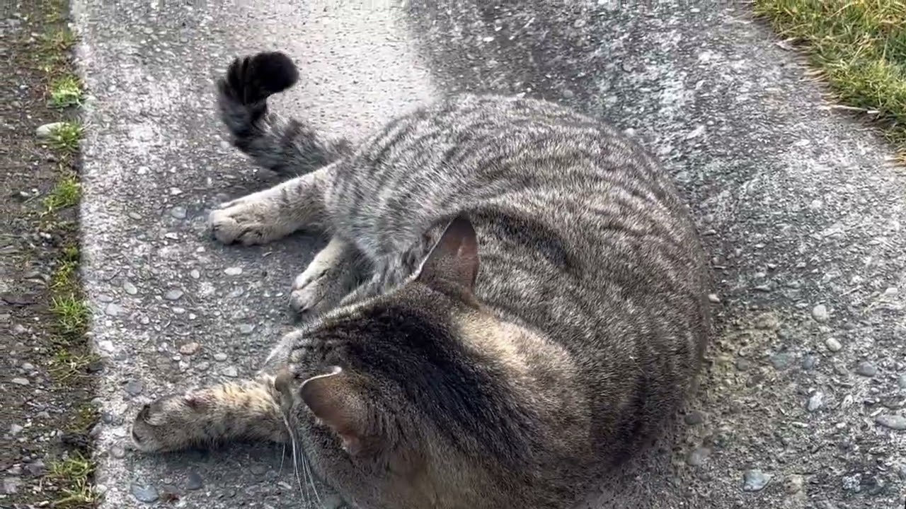 Thank you everyone for watching mama short legs videos ❤️❤️❤️❤️