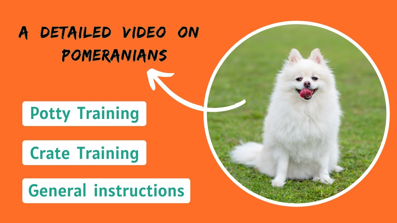How to Train a Pomeranian - Potty Training & Crate Training