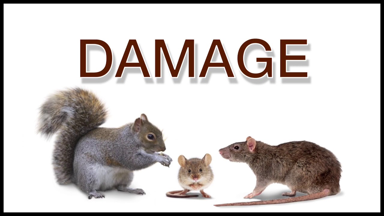 Rodent Damage and Disease - The Damage and Disease of Rats & Mice