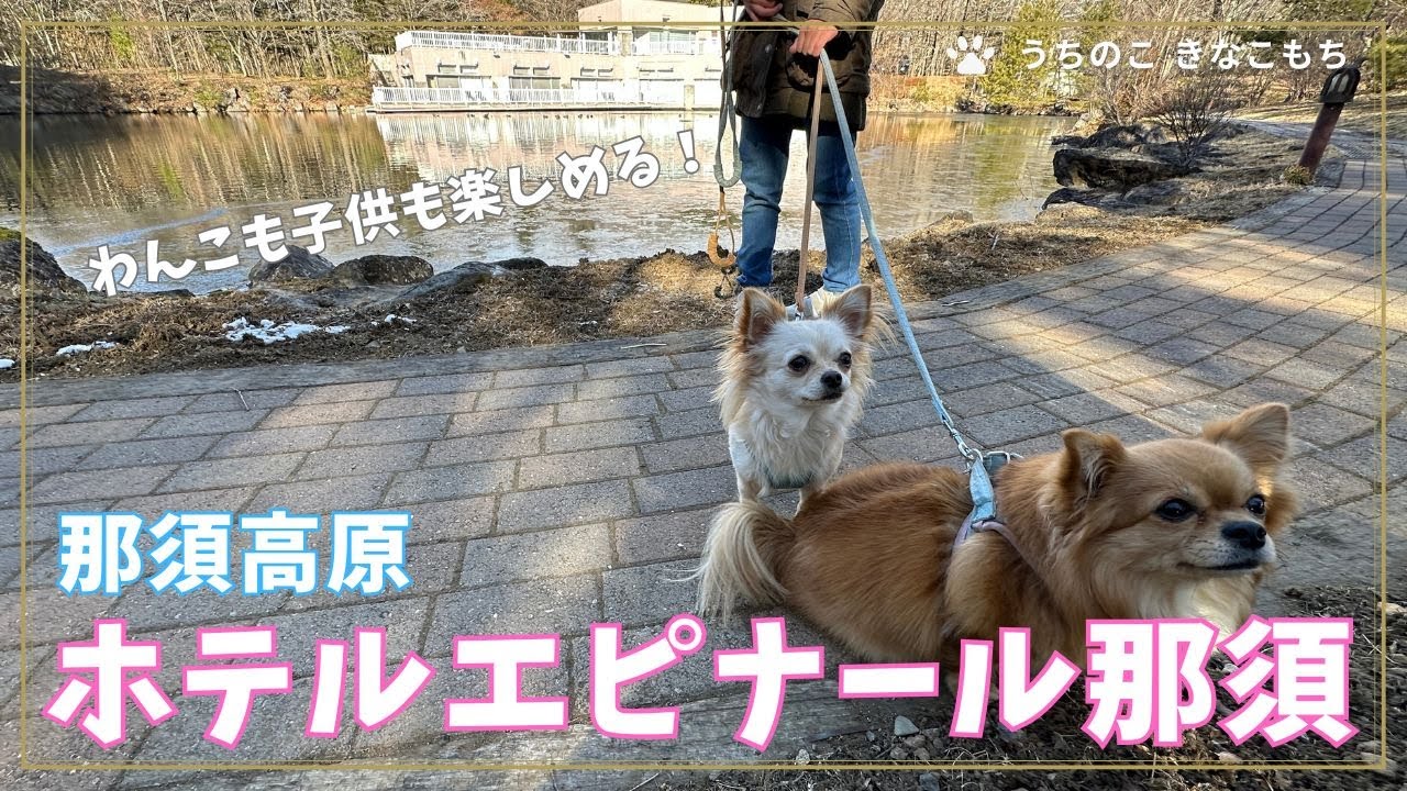 【ホテルエピナール那須 テラス棟】わんこフレンドリーなホテルでチワワ姉妹が大はしゃぎ！冬の那須高原のんびり二泊三日クルマ旅（後編）／那須サファリパークでトイファクトリー ベルゲンまた大活躍！