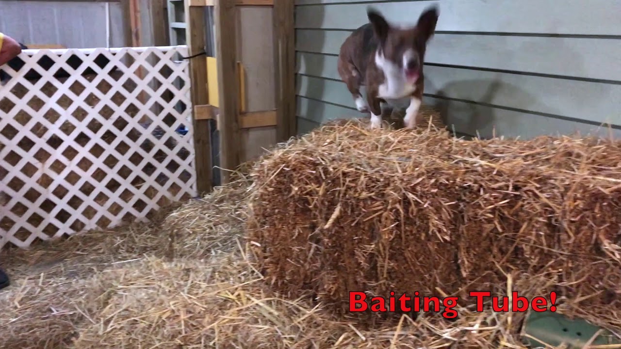 7 More Tips For Learning How To Barn Hunt With Your Dog! (Barn Hunting With A Cardigan Corgi)