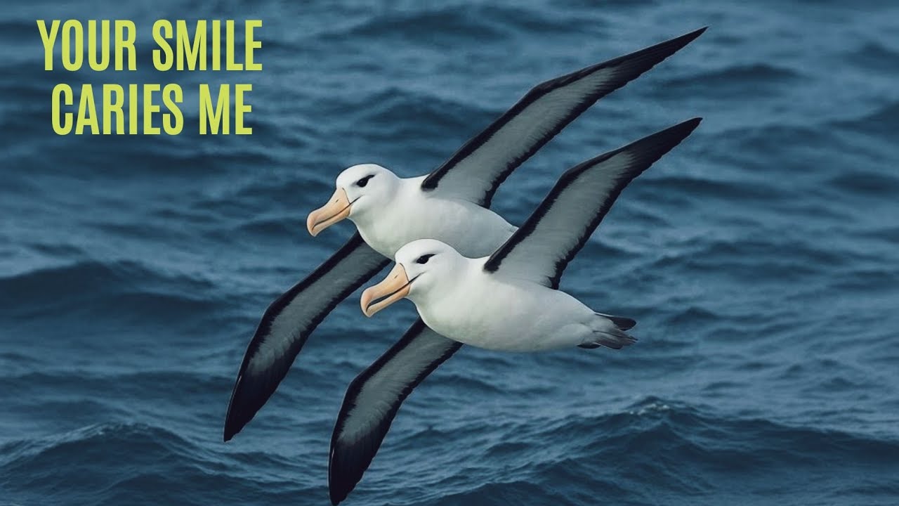 Your Smile Carries Me by David Norton 