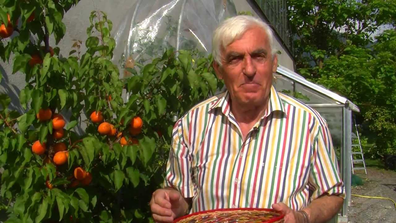 VOL.AT-Gartentipp: Der Marillenbaum