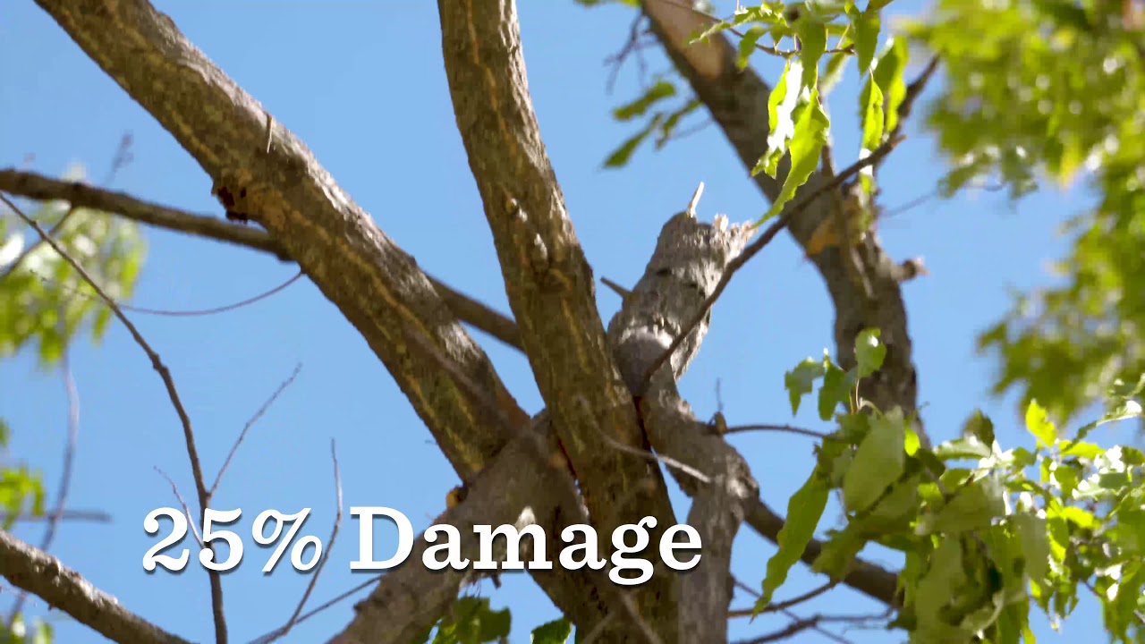 Safely Assessing Storm Damage in Trees