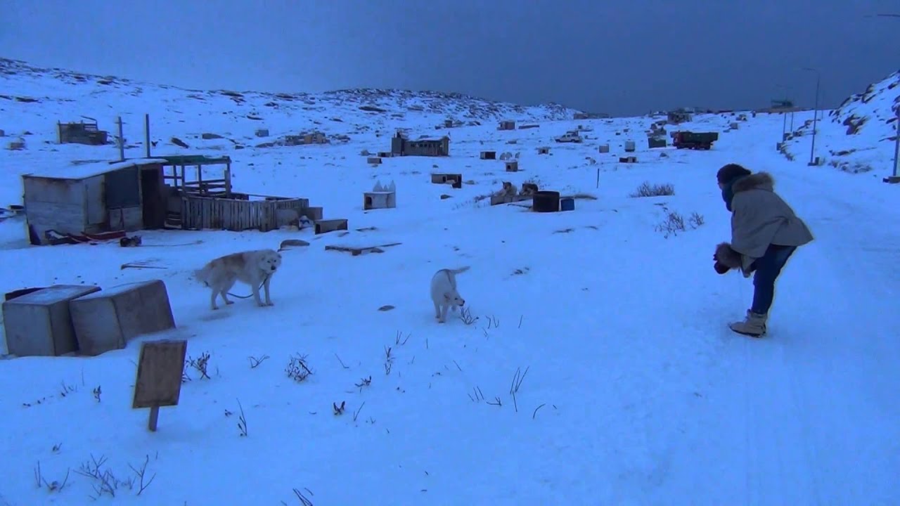 Med Naja rundt i Ilulissat