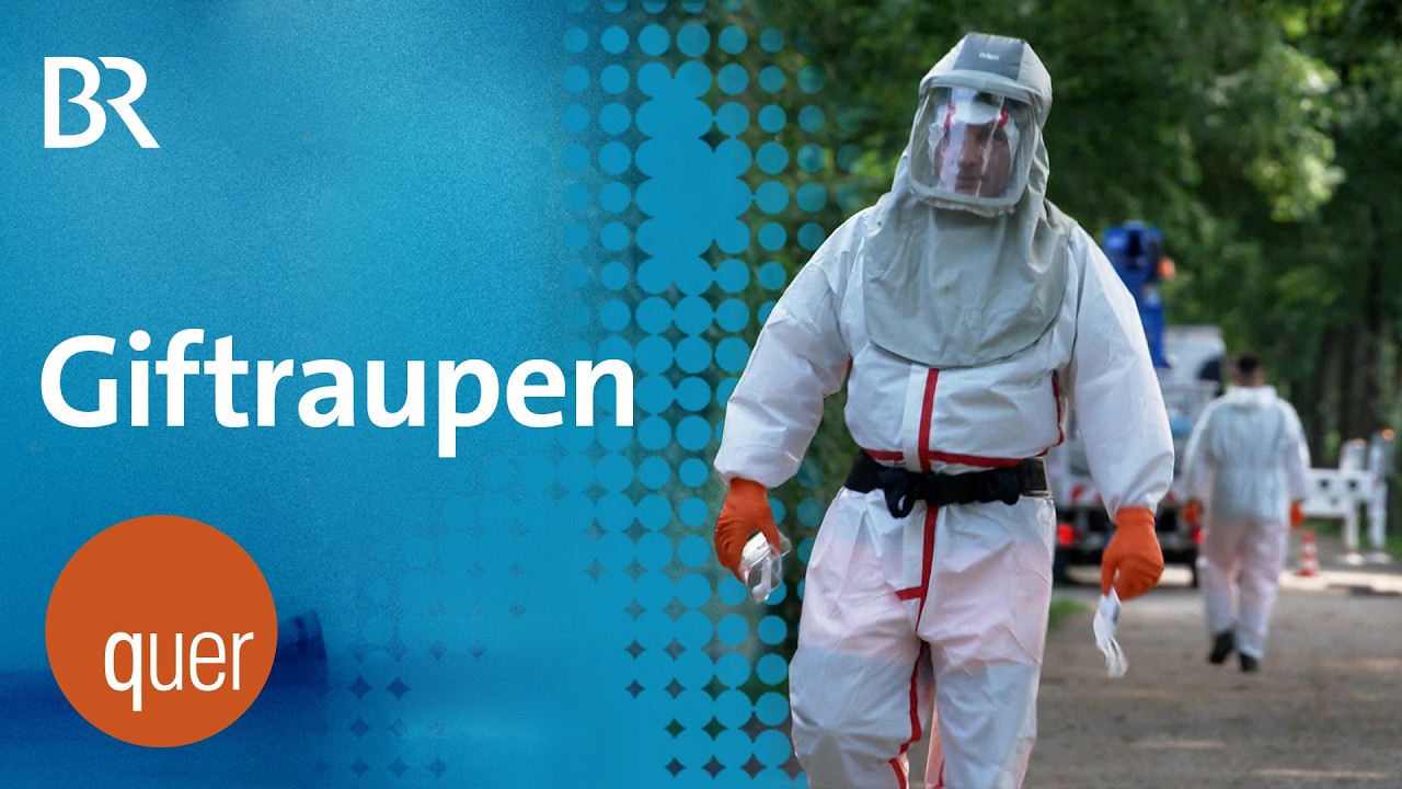 Kein Kraut gewachsen? Giftraupen auf dem Vormarsch | quer vom BR