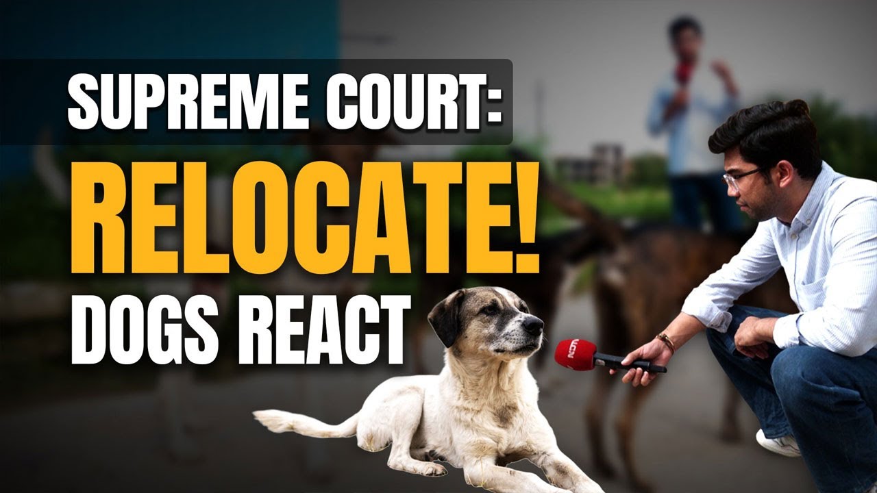Delhi Dogs React to Supreme Court’s Relocation Order | SATIRE