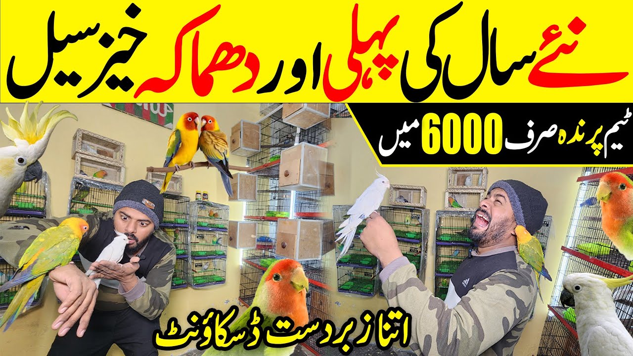 Bilal Bhai ki deals A Gai 1-1-2026 #lahorientertainmentchannel #birds #parrot #pets #pigeon #pets