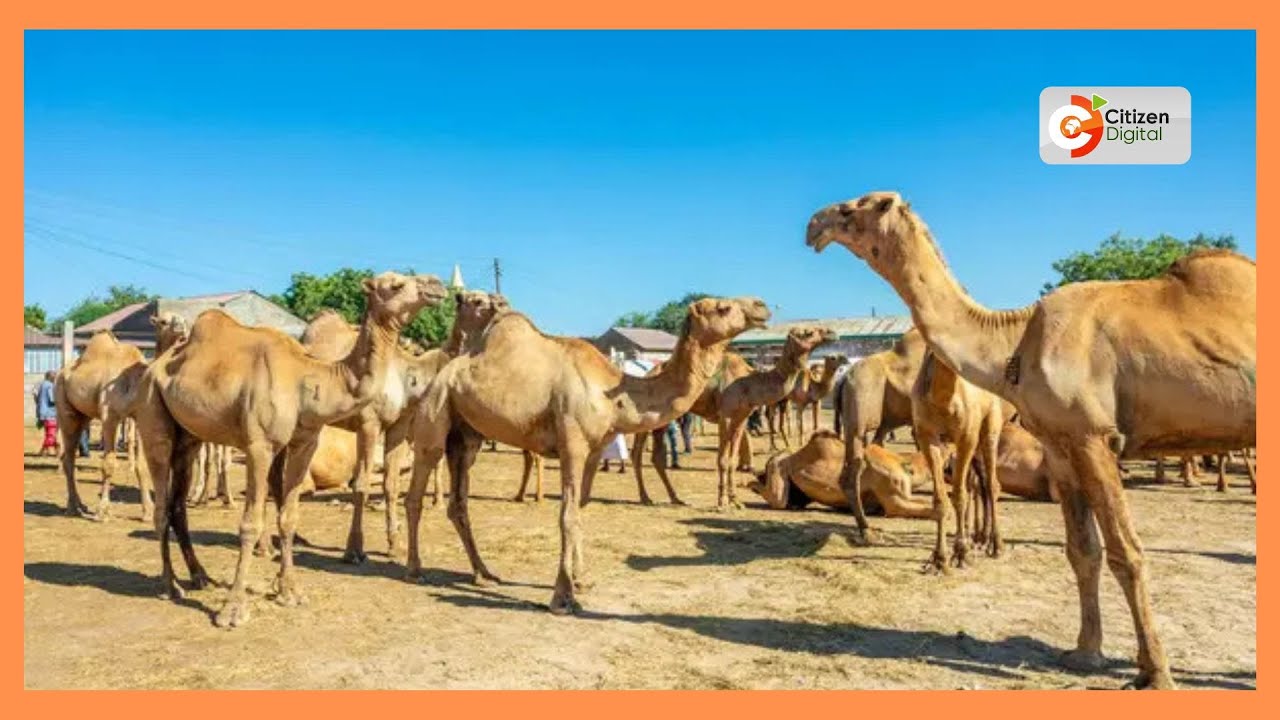 Kenya's Gold | Camel Farming - Gold Chat (Part 2)