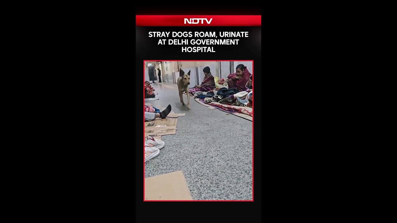 Stray Dogs Roam, Urinate At Government Hospital In Delhi