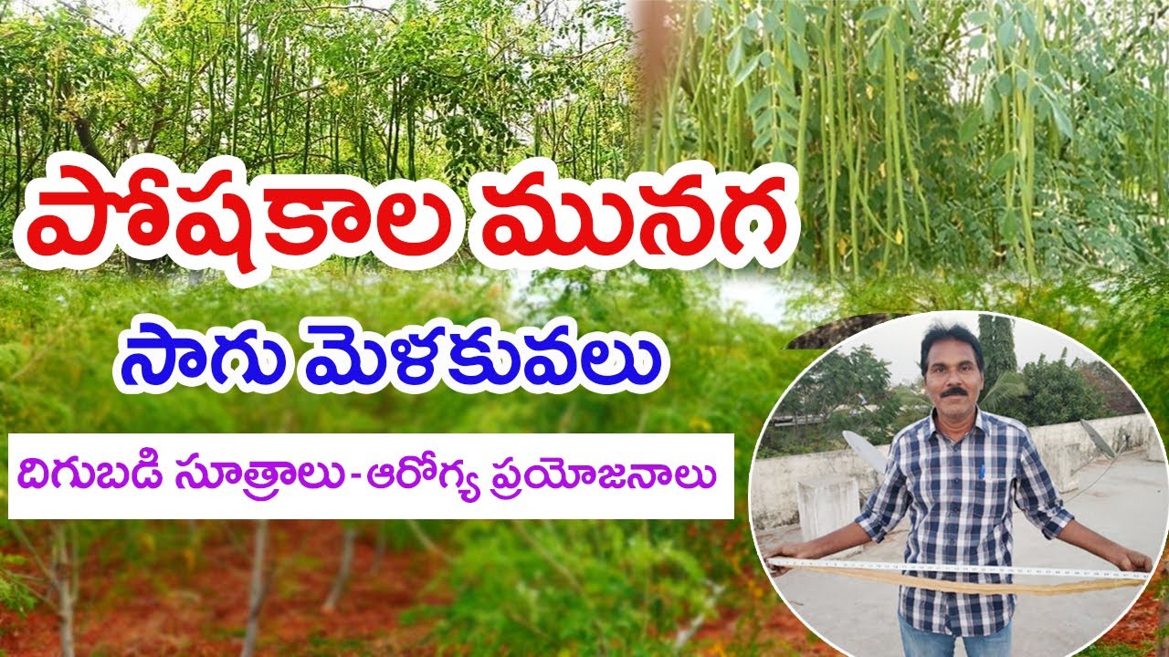 Drumstick - Minerals & Vitamins || Farming Techniques || Prasad  - 9849312629 || Rythunestham