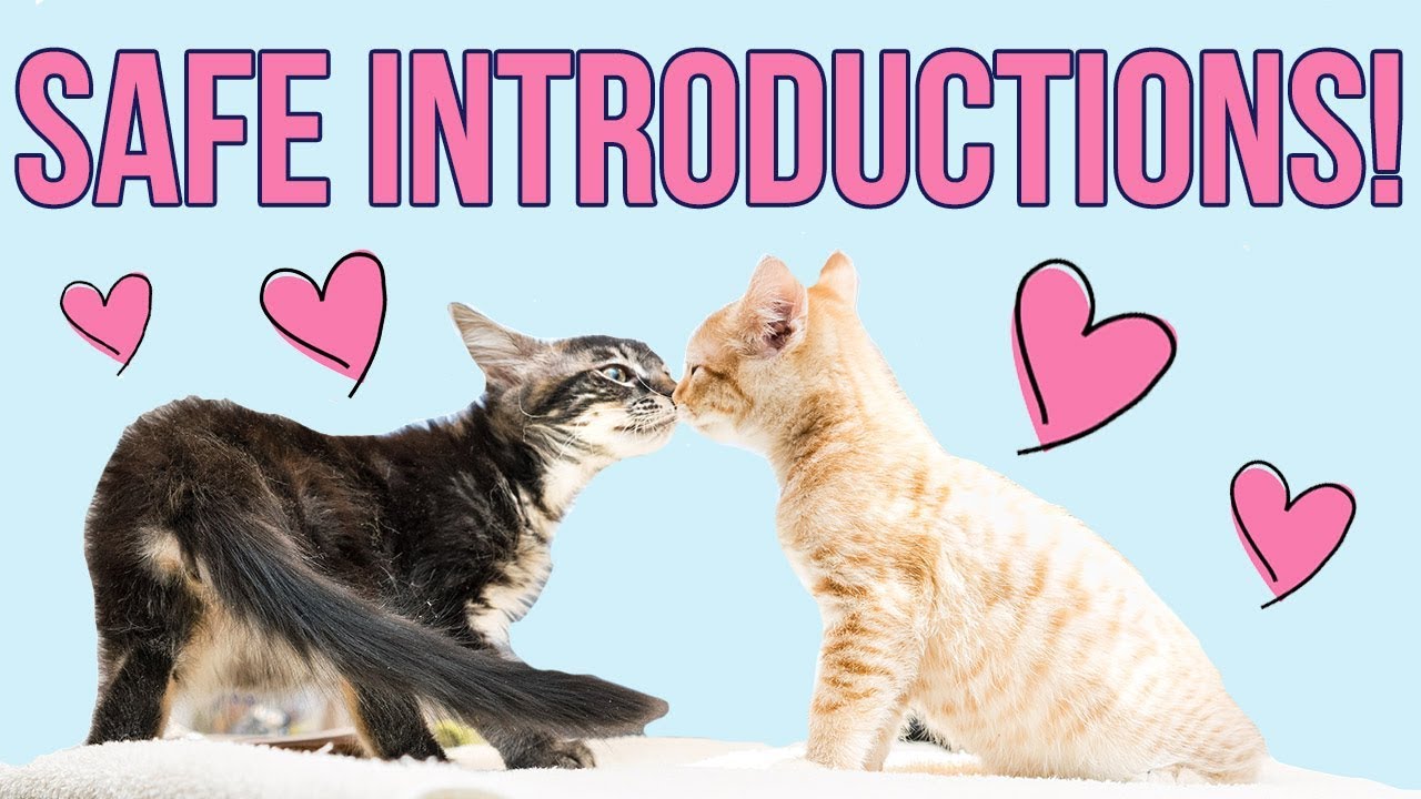 Safely Introducing Kittens (From Different Litters!)