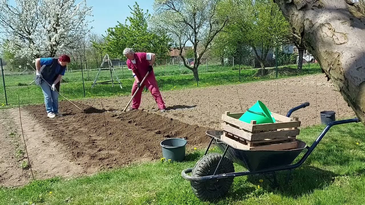 Gyors, krumpli ültetés.
