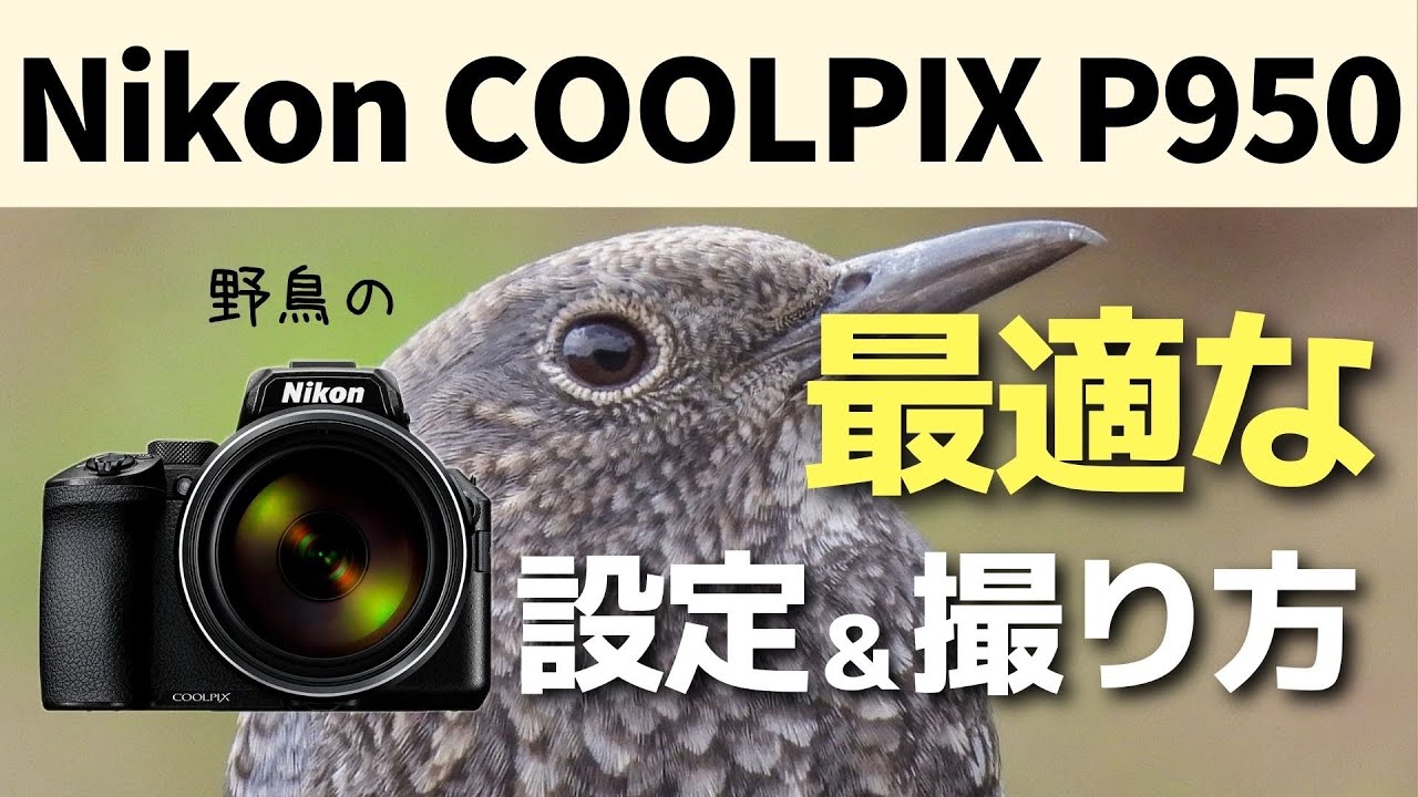 【保存版】COOLPIX P950完全攻略！野鳥はこれで間違いない！