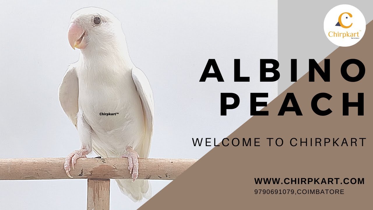 ALBINO PEACH || AFRICAN LOVE BIRDS || LOVE BIRDS || SEMI ADULT || CHIRPKART || CBE