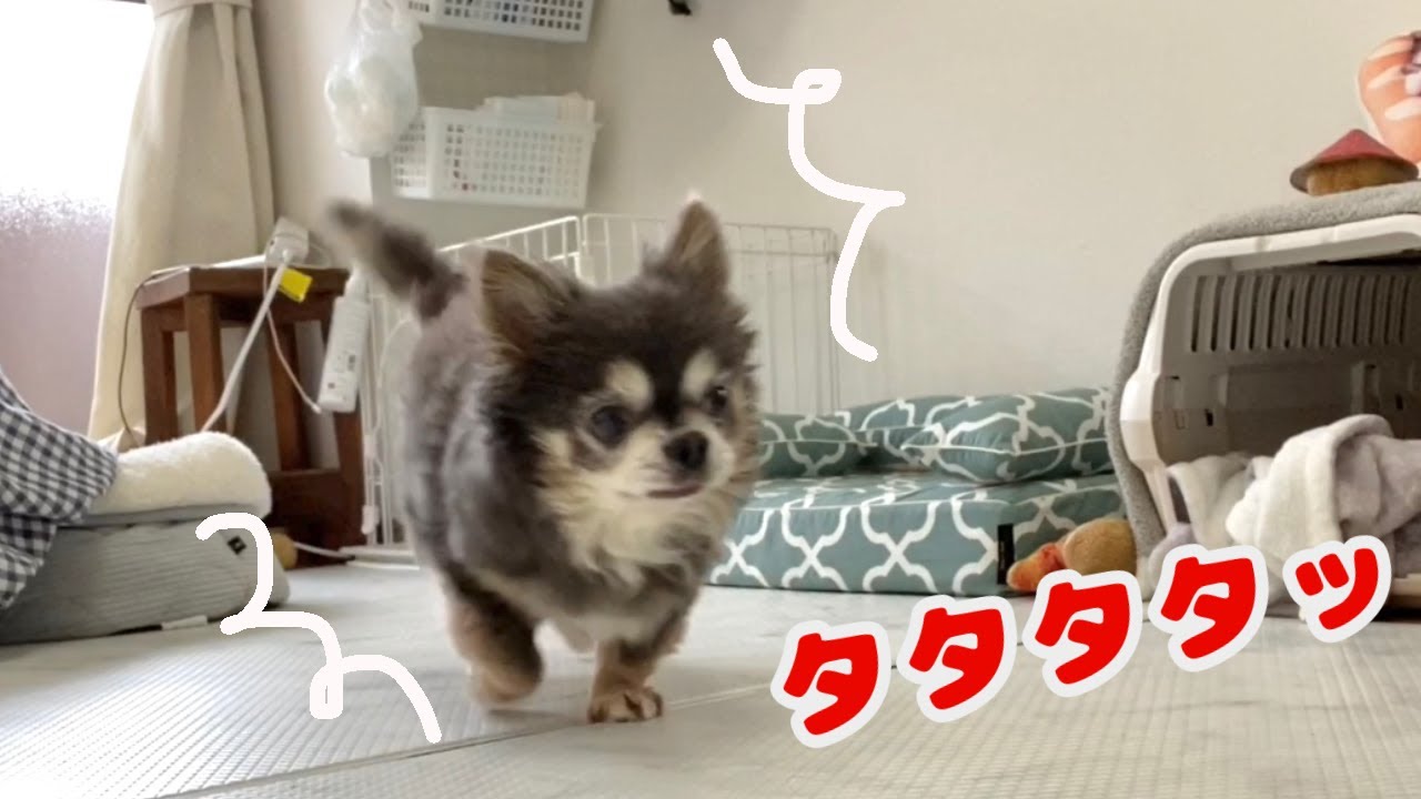 排便したら体が軽くなってルンルンで走り去るチワワ【犬】