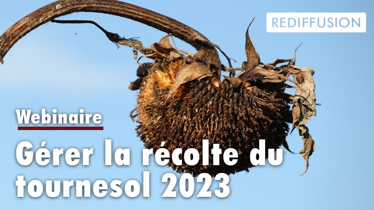Gérer la récolte du tournesol en 2023 - RTTI 2023