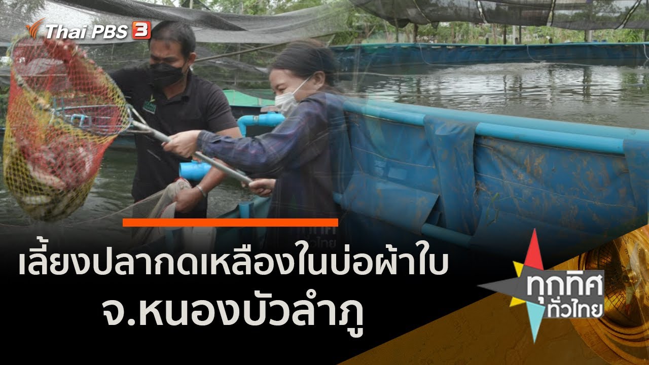 เลี้ยงปลากดเหลืองในบ่อผ้าใบสร้างรายได้ จ.หนองบัวลำภู : อาชีพทั่วไทย