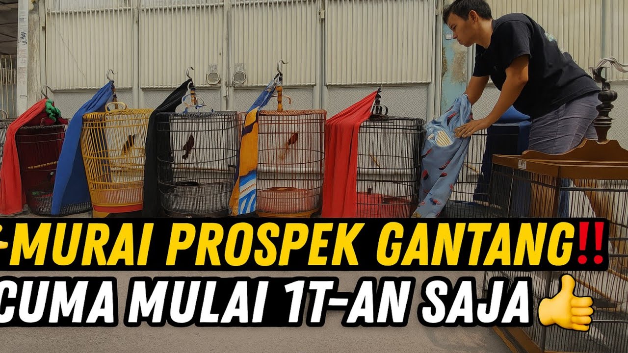 EDAN EDANAN ‼️ MURAI BATU PROSPEK MATERI GANTANG CUMA DI HARGAI MULAI 1JT AN LEBIH DI JAKARTA