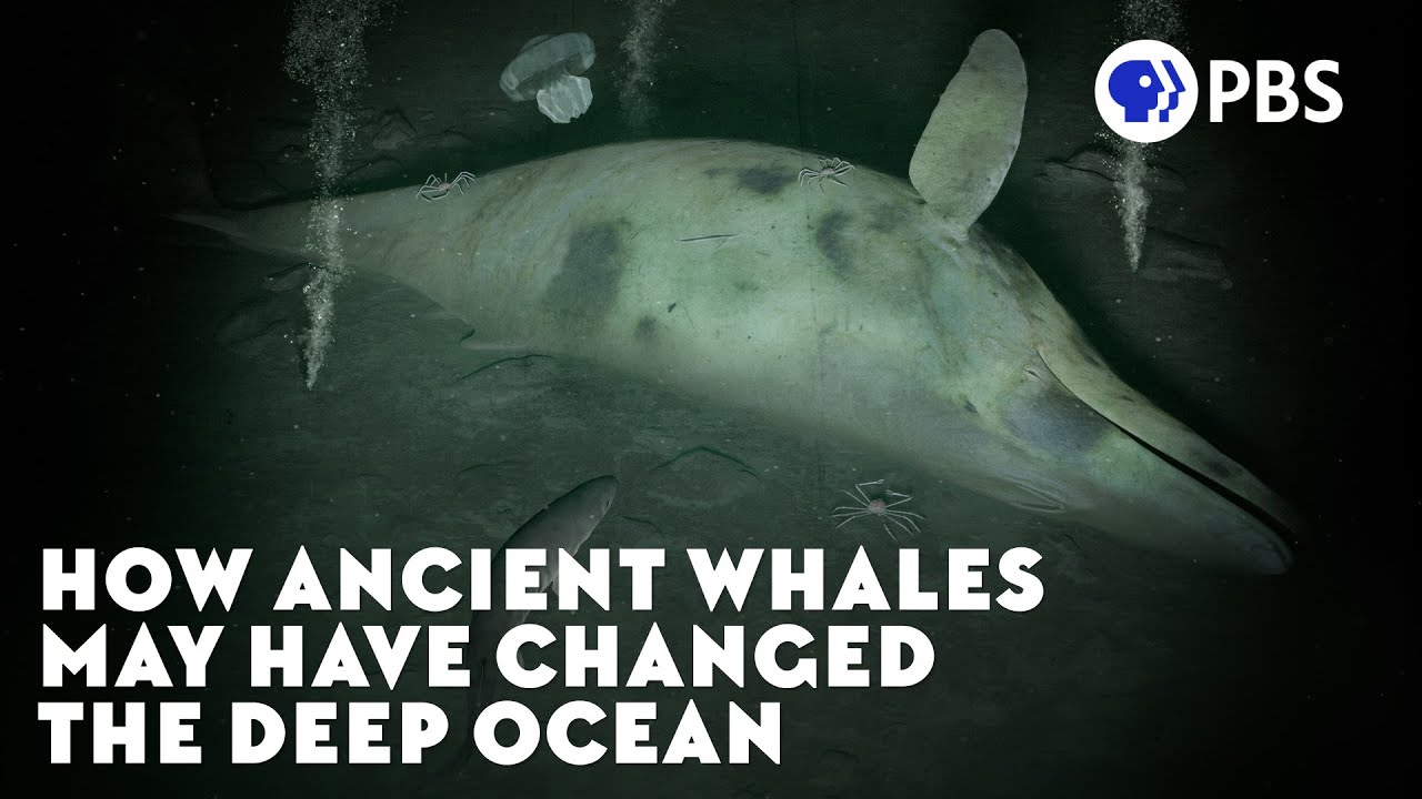 How Ancient Whales May Have Changed the Deep Ocean