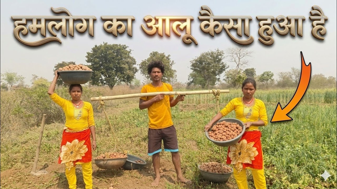 देखिए हम लोग का आलू इतना सारा हुआ #farming #famlivlog 