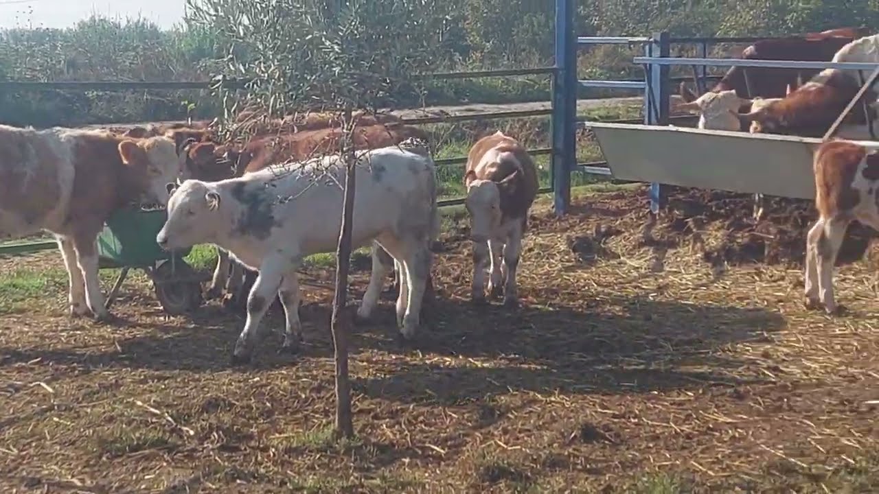 İŞKEMBE DURMASI ÇÖZÜLDÜ! Mide Oturması Yaşayan İneğimiz 3. Günde yemeye ve geviş getirmeye başladı 🐄