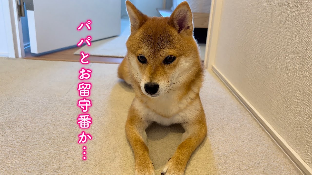 ママがいない日…パパとのお留守番があからさまに不安そうな柴犬。