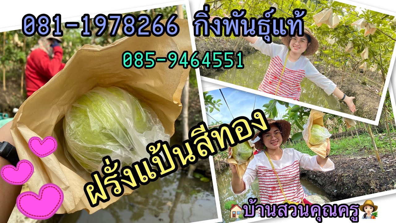 ล่องแพ ชมสวน ฝรั่งแป้นสีทอง มีตัดตลอดปี ขายได้ ราคาดี กิ่งพันธุ์ 085-9464551 หรือ 081-1978266