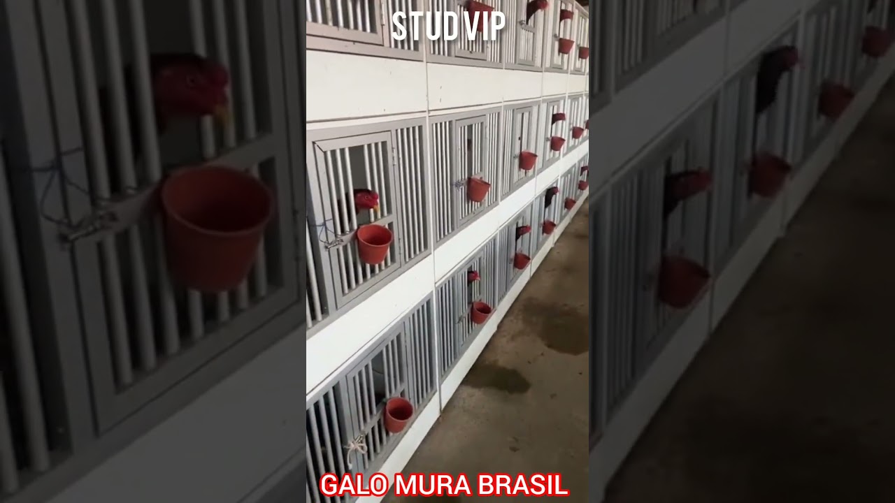STUD VIP  #galismo #pisca #galoscombatentes #agro